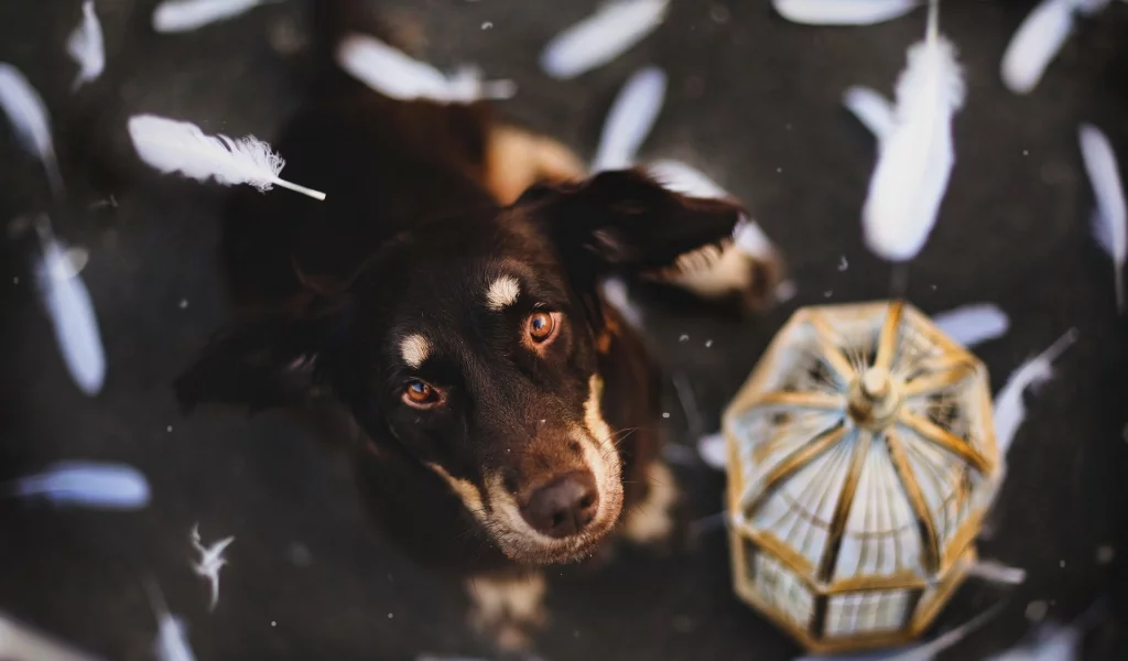 собак, animals, dogs, животных