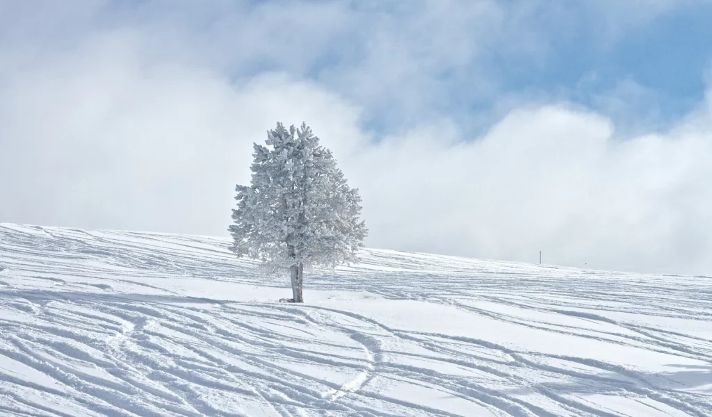 зима, winter