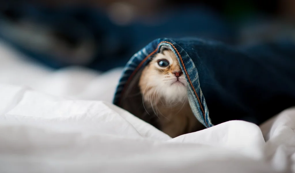 little cat, , animals, hidden