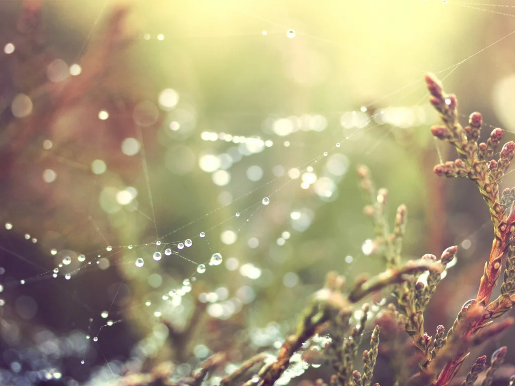 spider webs, природа, nature, паутина