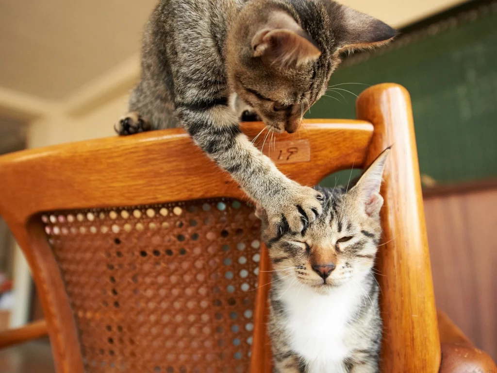 кошки, cats, животные, animals