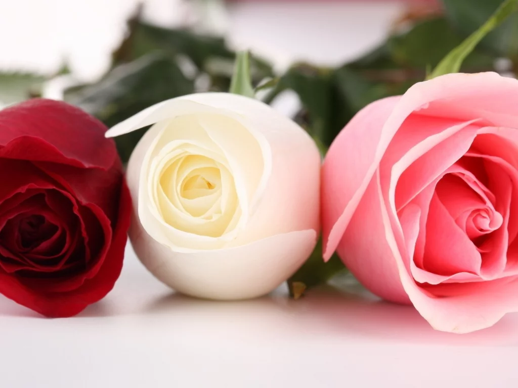 flowers, 