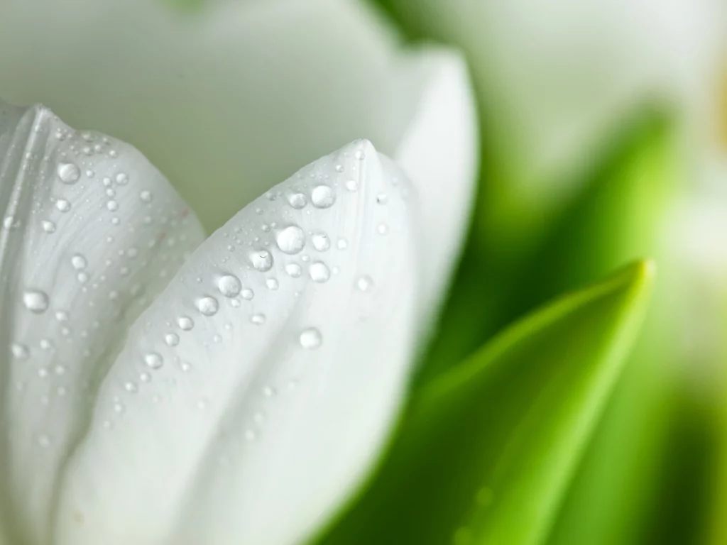 drops, макро, белый, macro, капли, white
