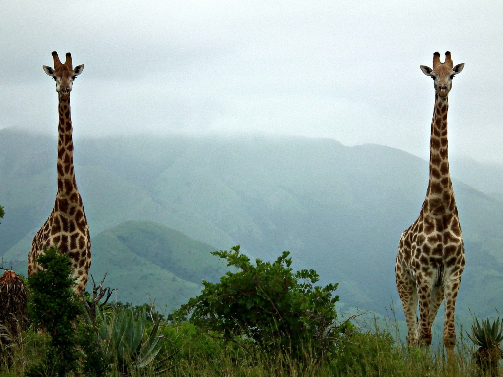 giraffes, 