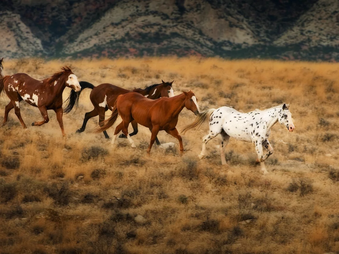 horses, животные, animals, лошади