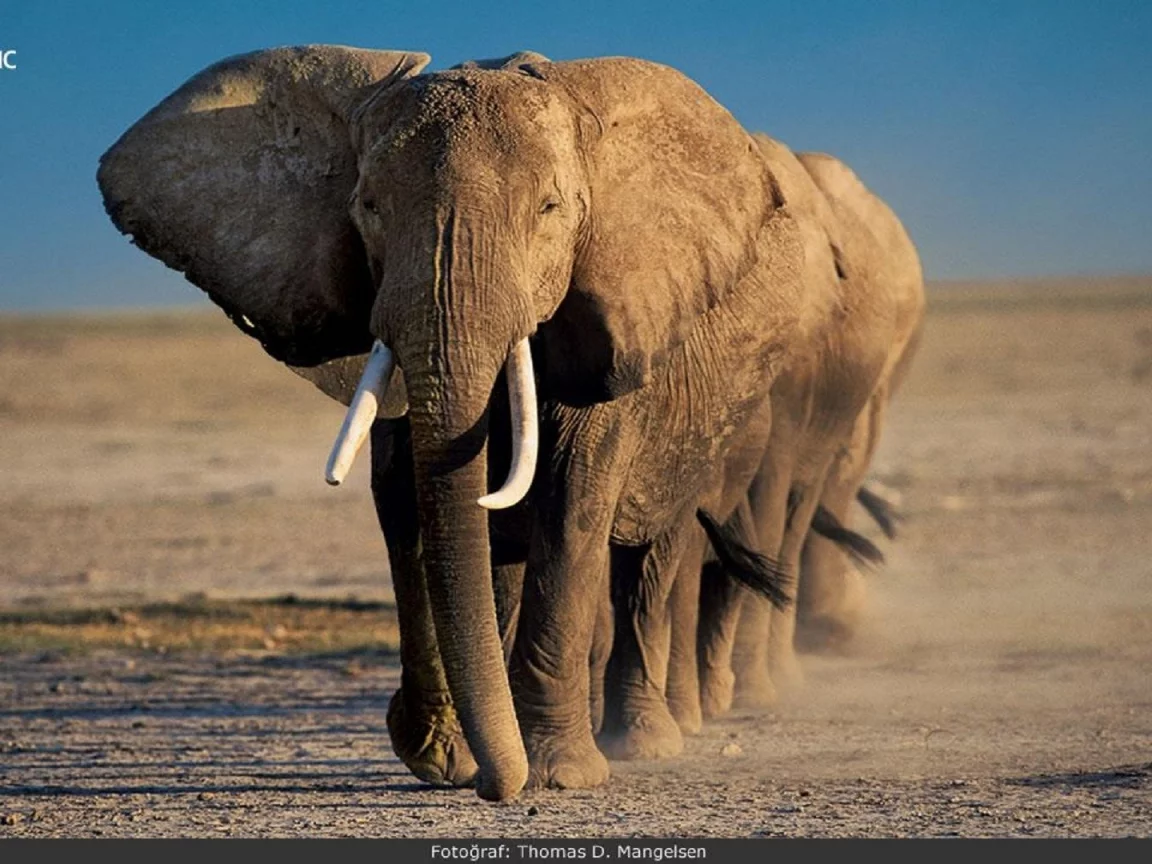 animals, National Geographic, животных