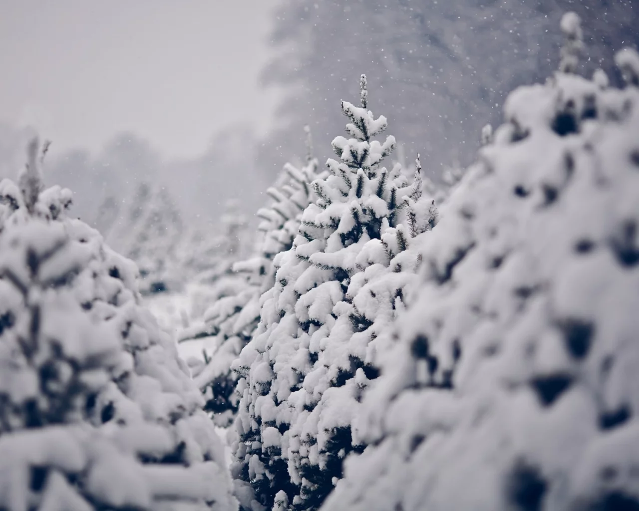 pine trees, сосны, зима, trees, winter, снег, nature, деревья, snow, природа