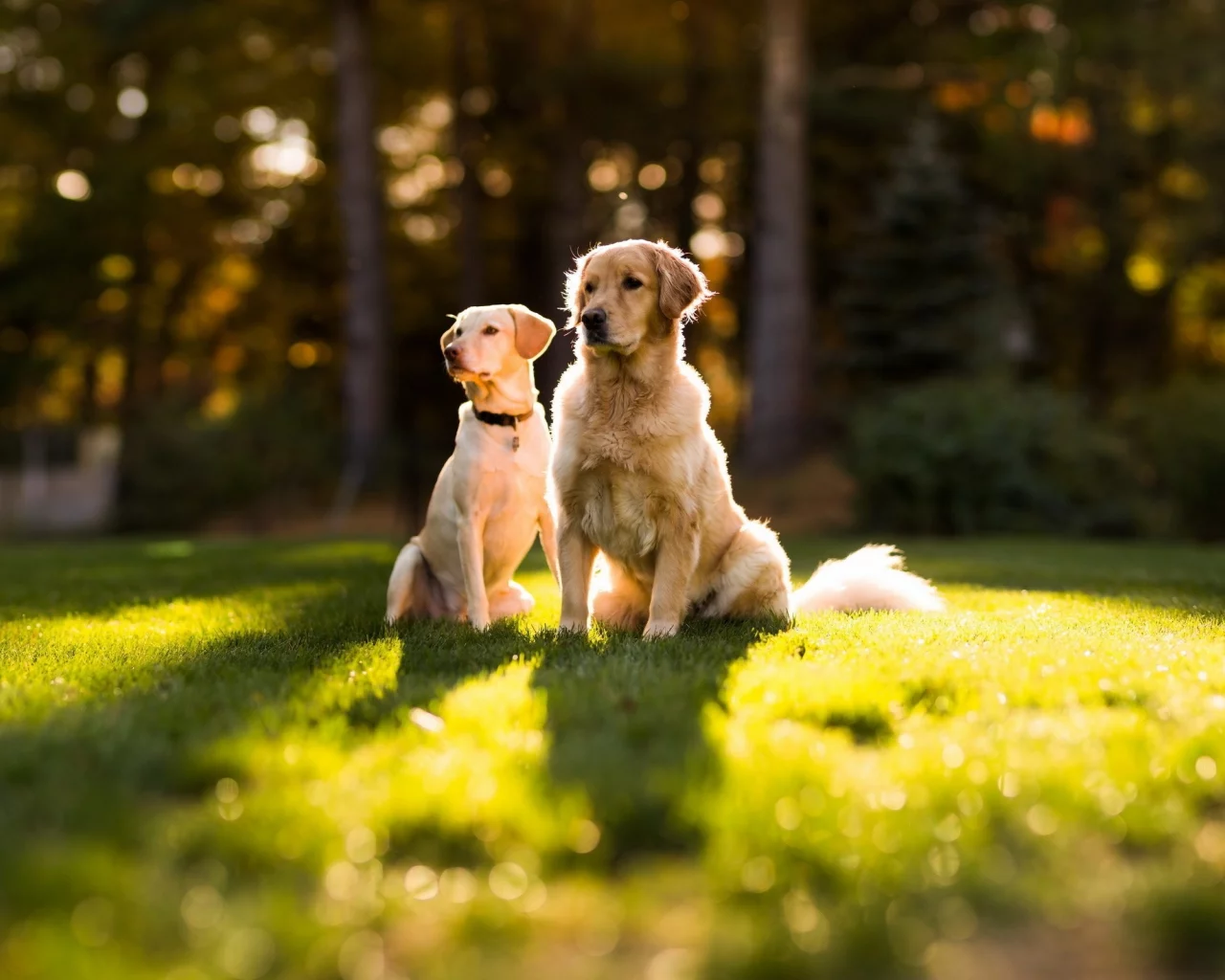 собак, dogs, животных, animals