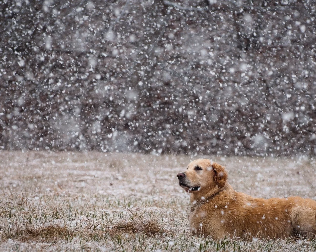 animals, dogs, собак, животных
