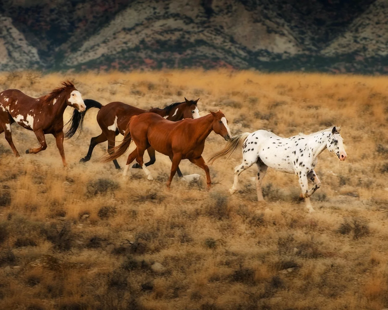 horses, животные, animals, лошади