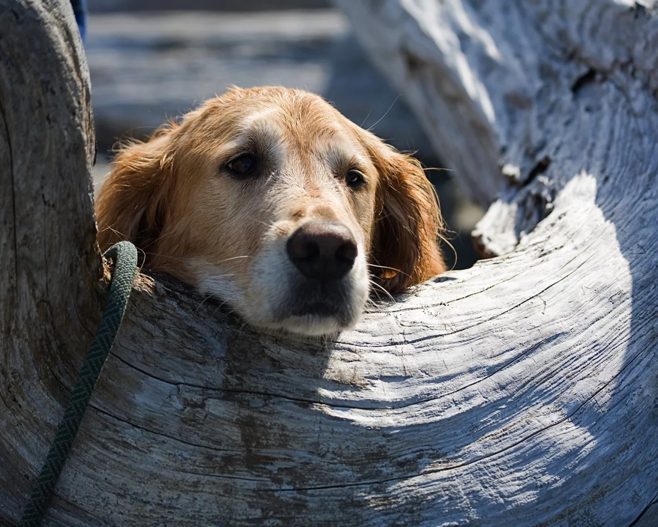 животных, Bella, animals