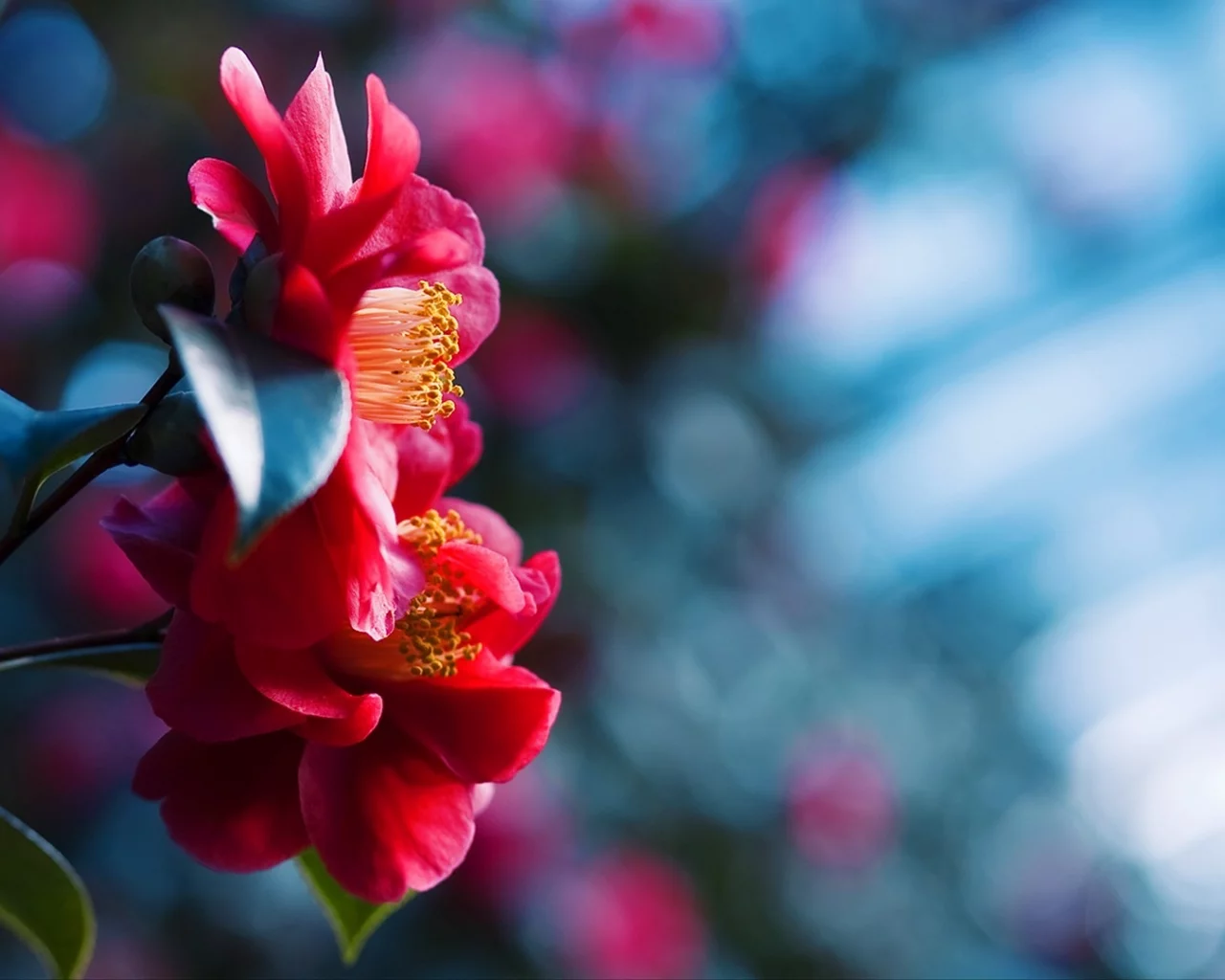 flowers, макро, боке, close-up, bokeh, природа, цветы, nature