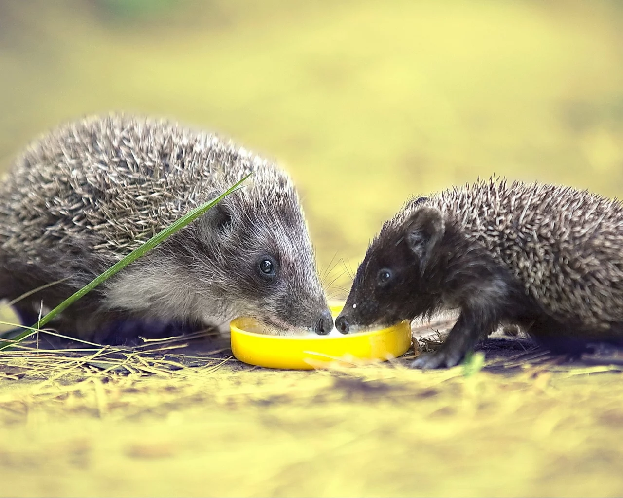 hedgehogs, ежей