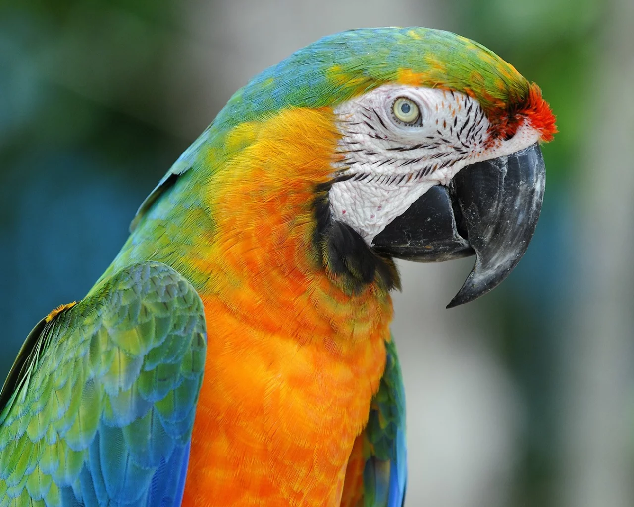 , animals
