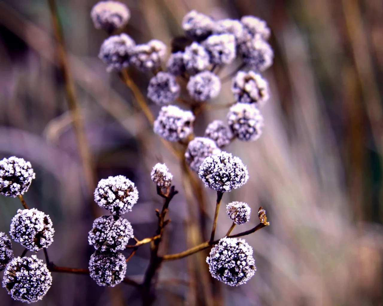 , Flora