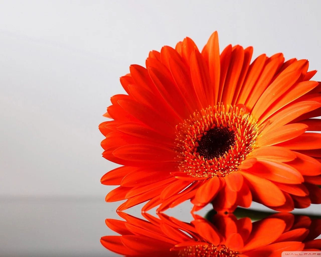 , flowers, daisies