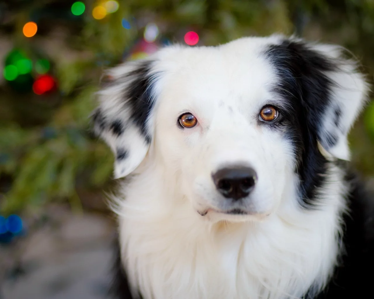 dogs, собак, animals, животных