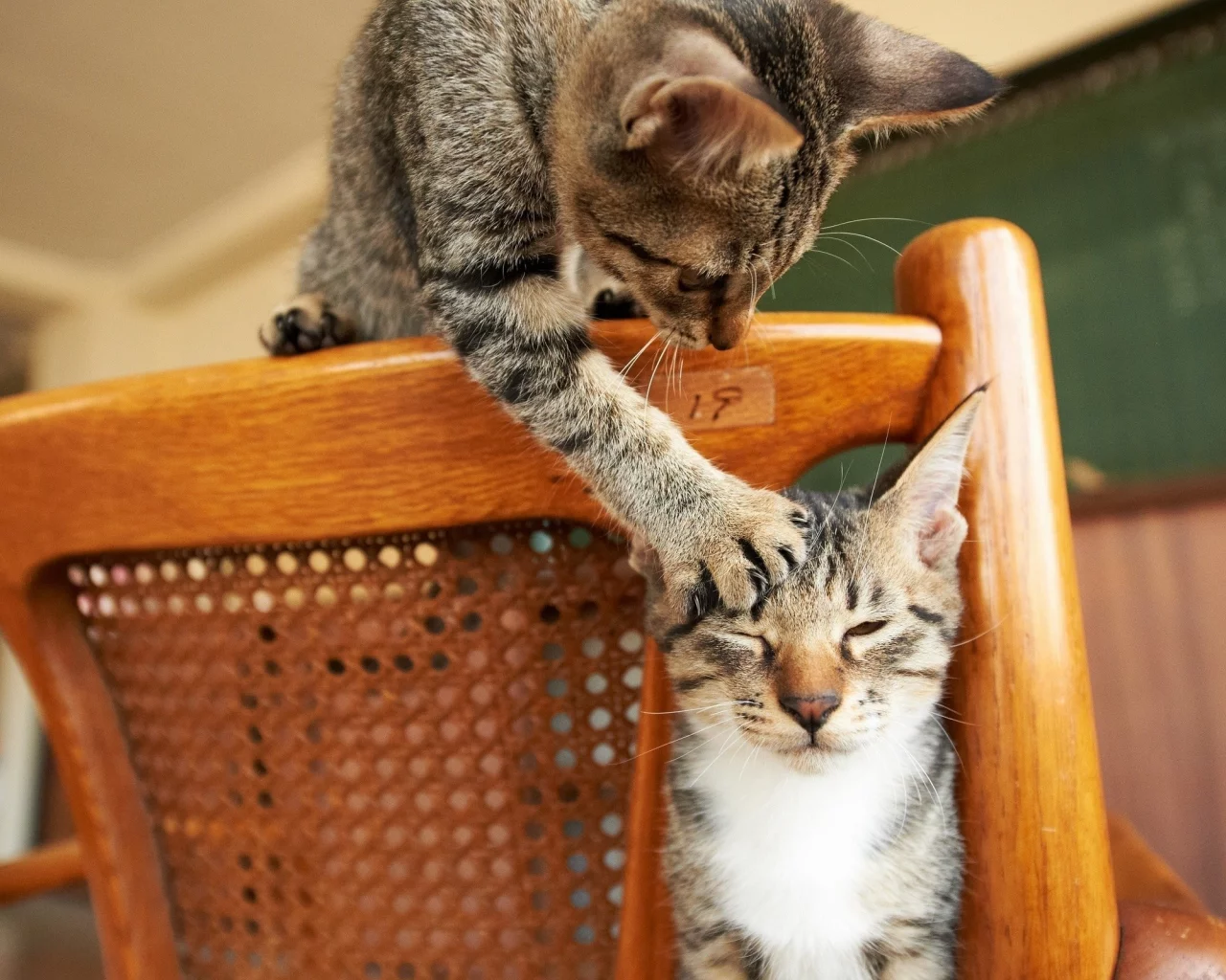 кошки, cats, животные, animals