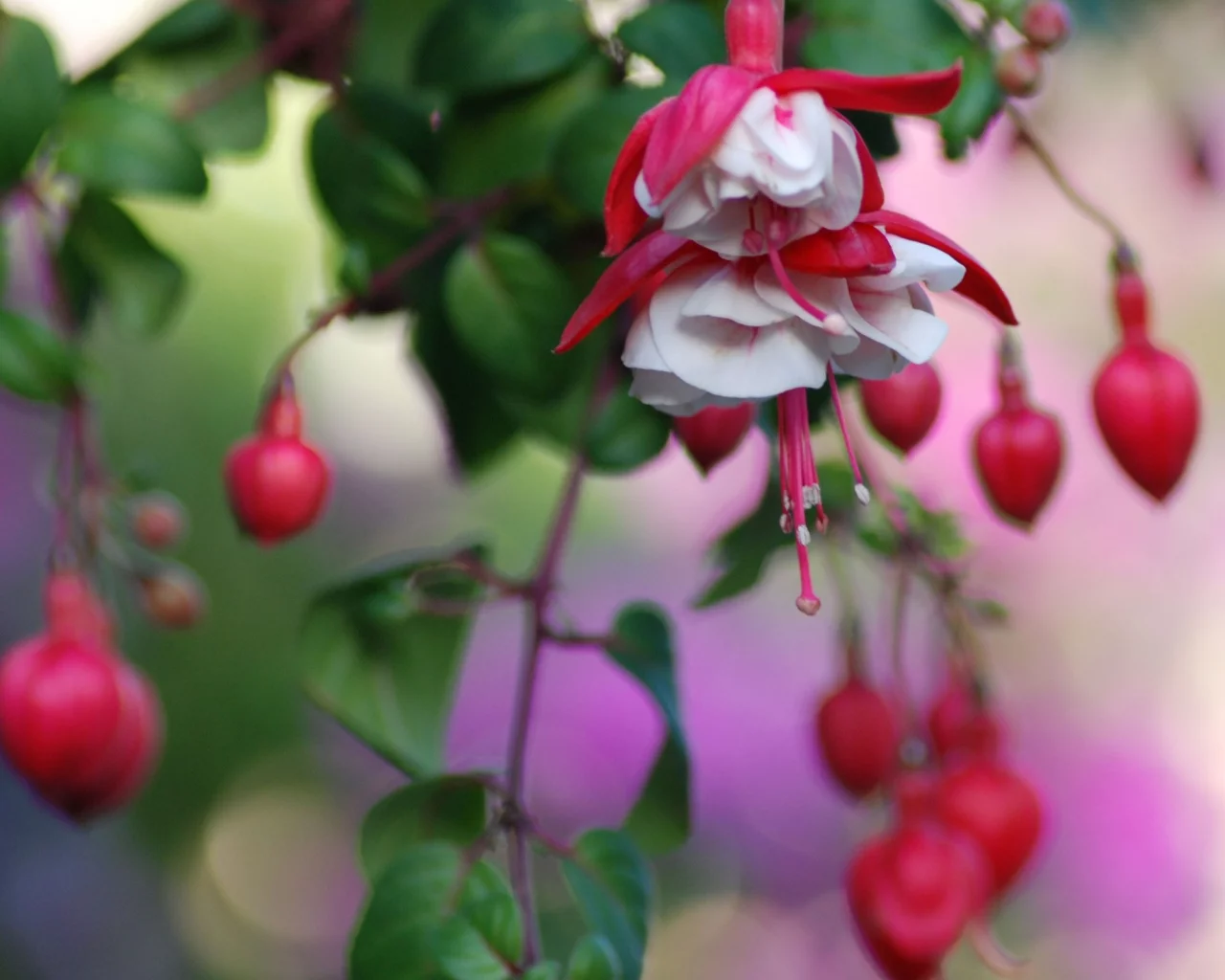 цветы, flowers
