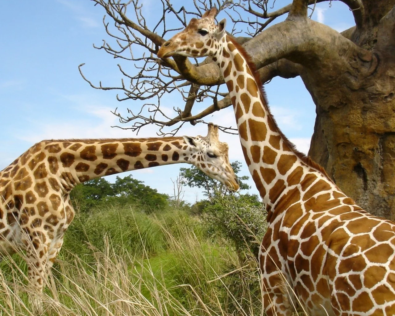 animals, National Geographic, животных