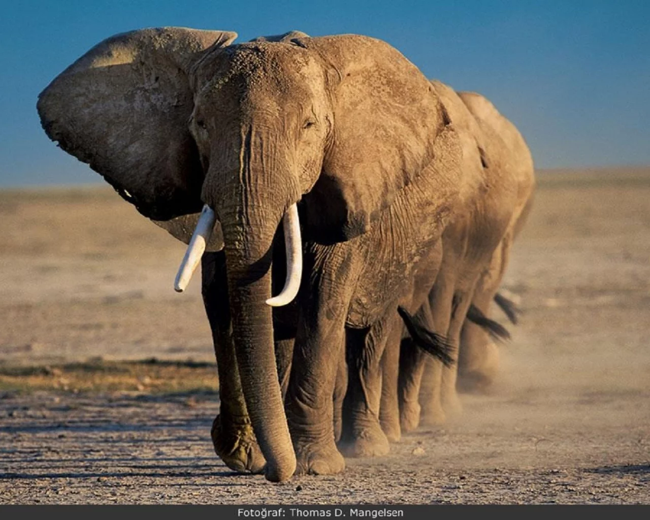animals, National Geographic, животных