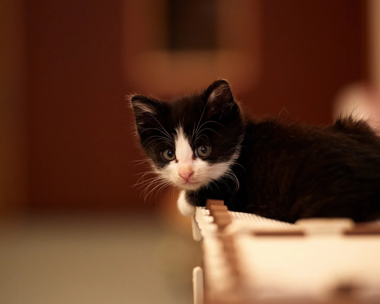 cats, , animals