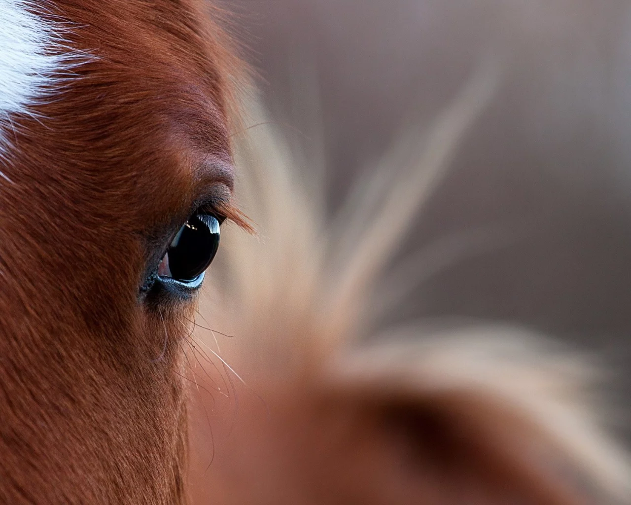 лошади, horses