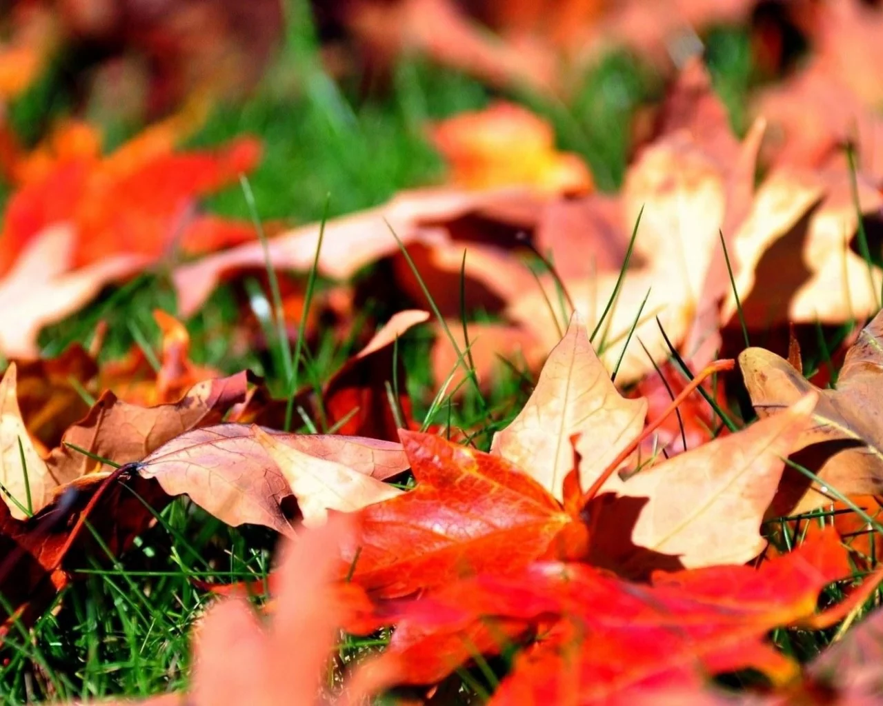 2013, nature, 2, природа