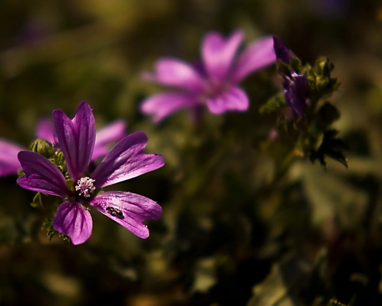 , flowers