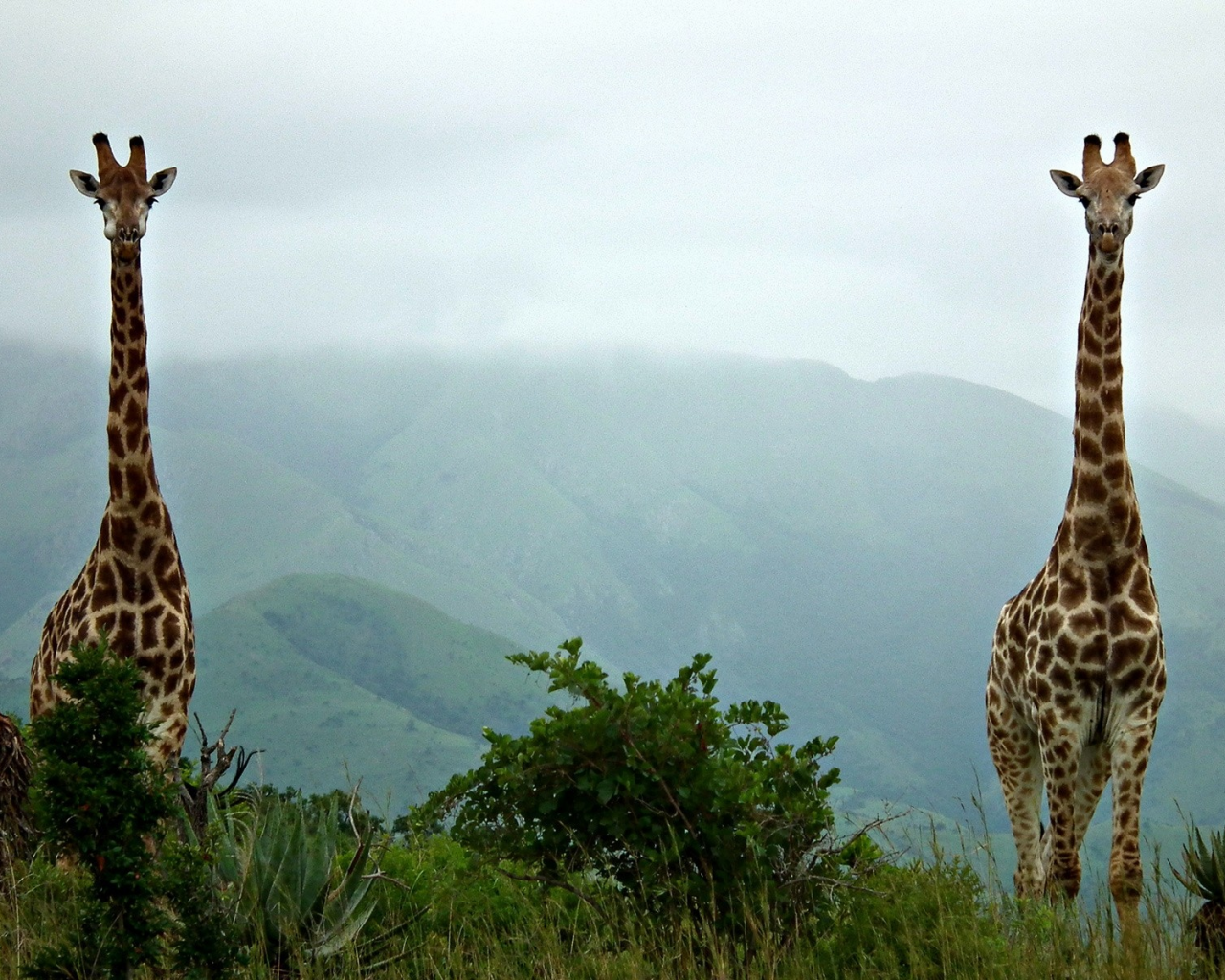 giraffes, 