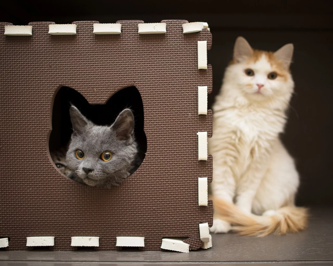 кошки, cats
