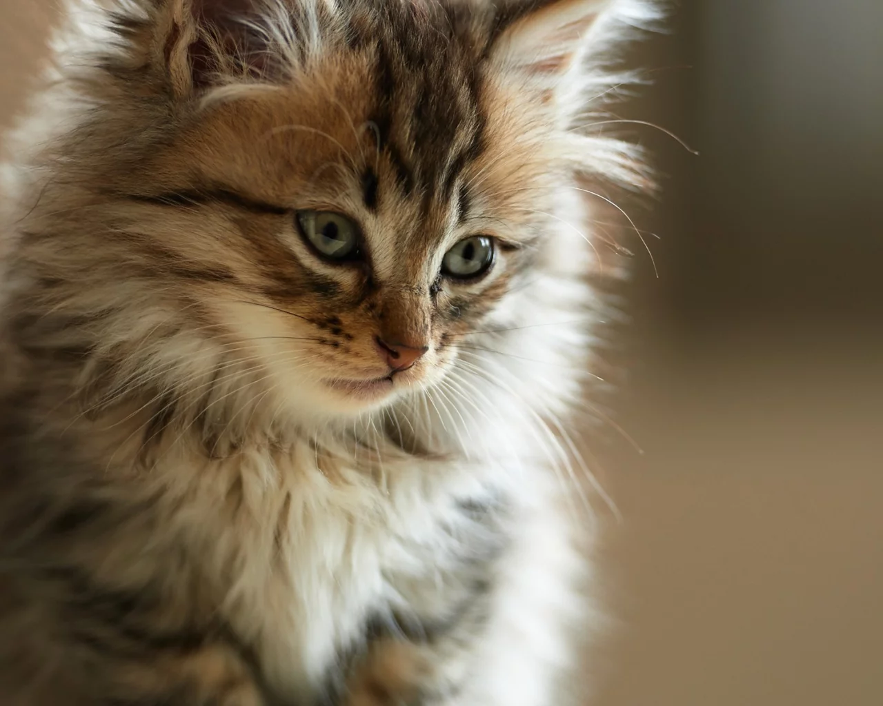 faces, animals, , cats, furry