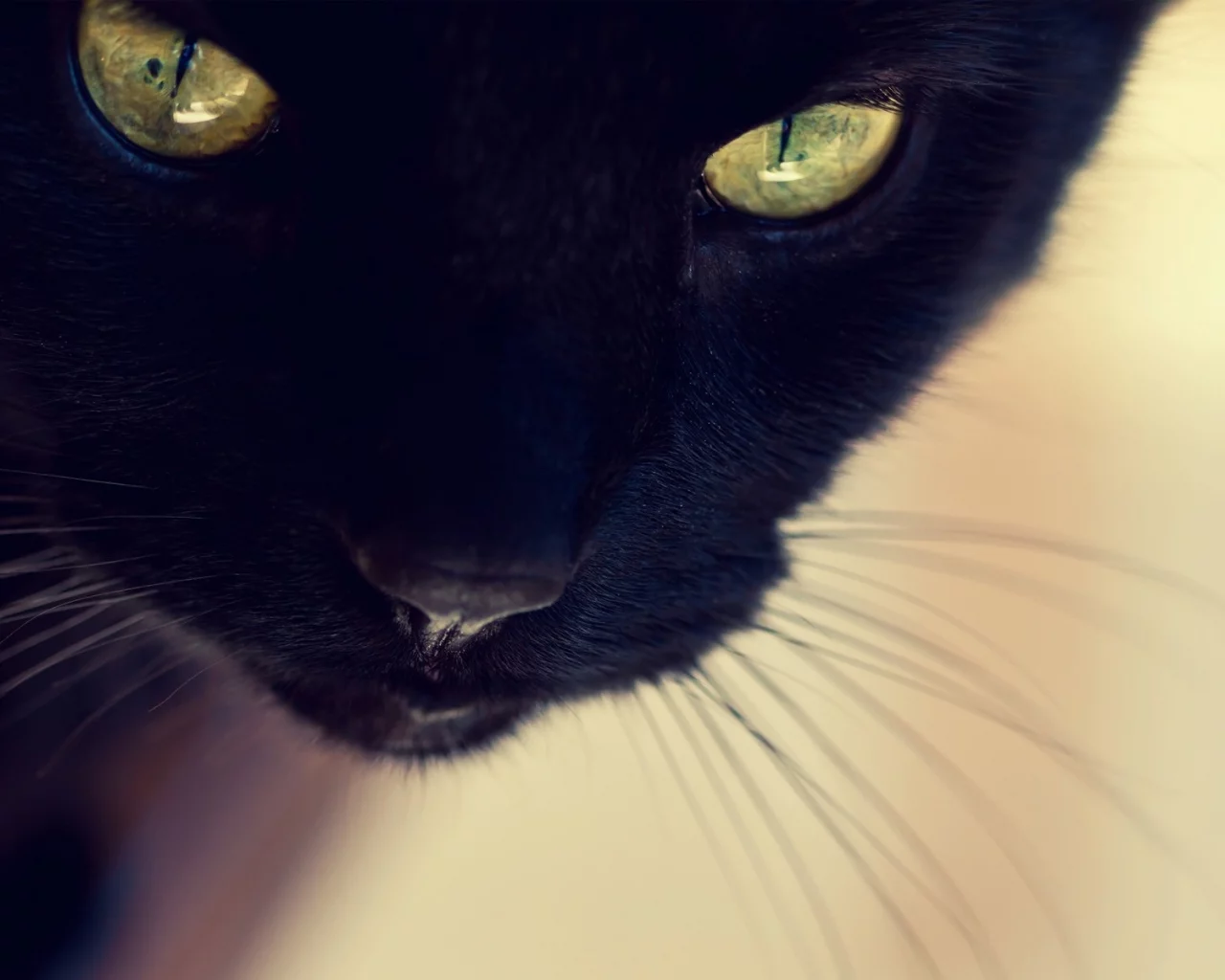 cats, кошки