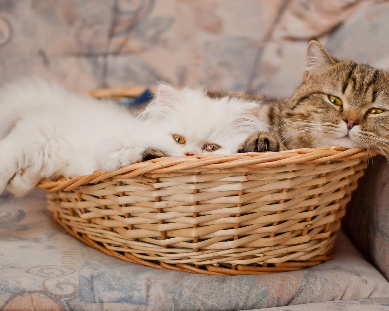 animals, cats, кошки, животные