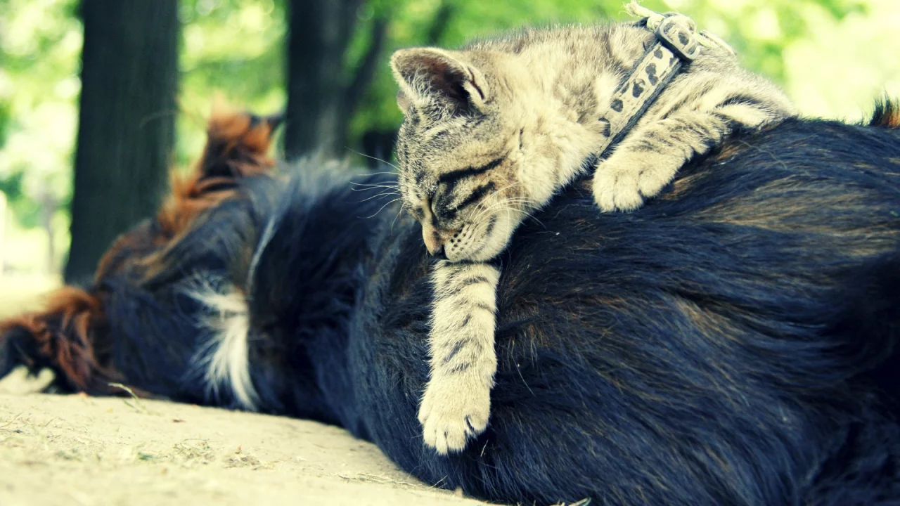 cats, собаки, animals, животные, dogs, кошки