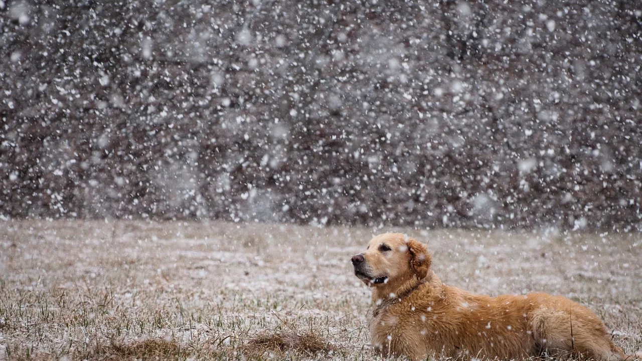animals, dogs, собак, животных