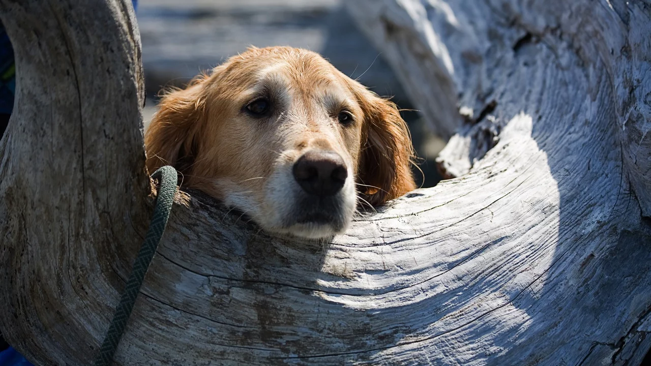 животных, Bella, animals