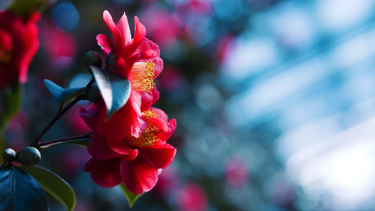 flowers, макро, боке, close-up, bokeh, природа, цветы, nature