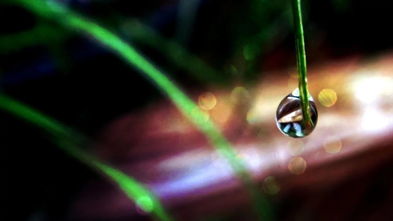 macro, макро, капли воды, water drops, grass, трава
