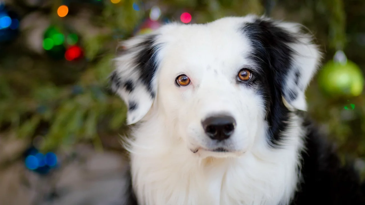 dogs, собак, animals, животных