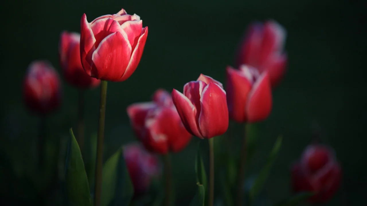 тюльпаны, garden, tulips, цветы, flowers, сад