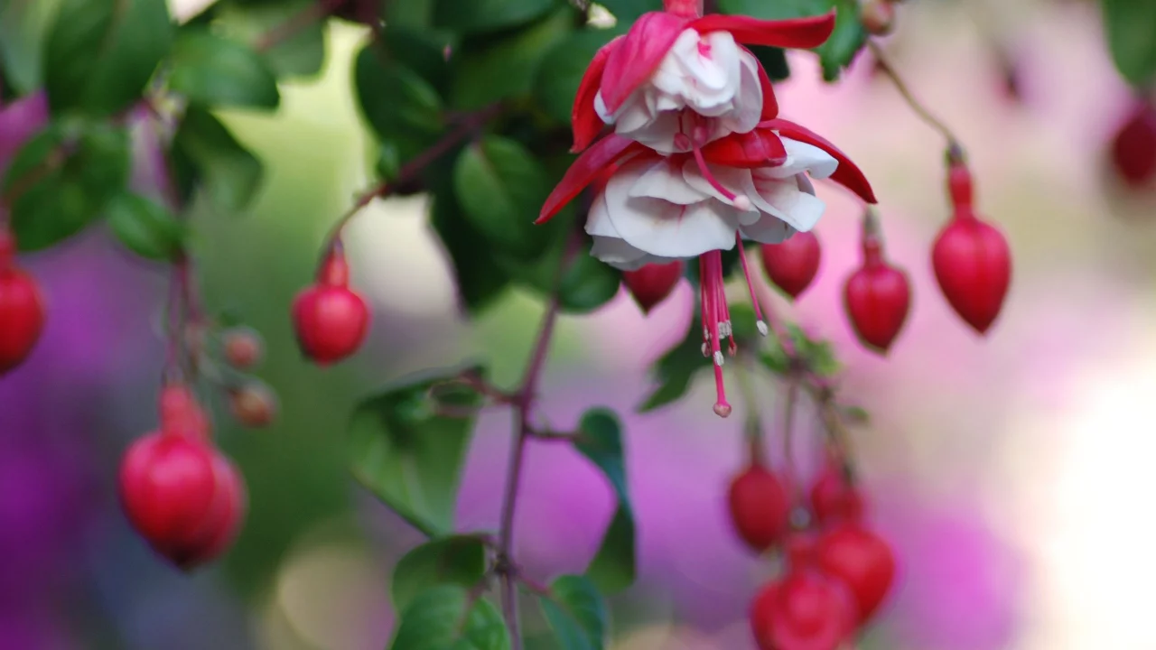 цветы, flowers