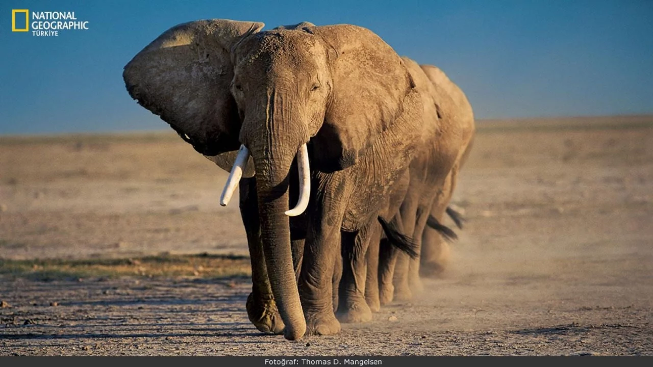 animals, National Geographic, животных