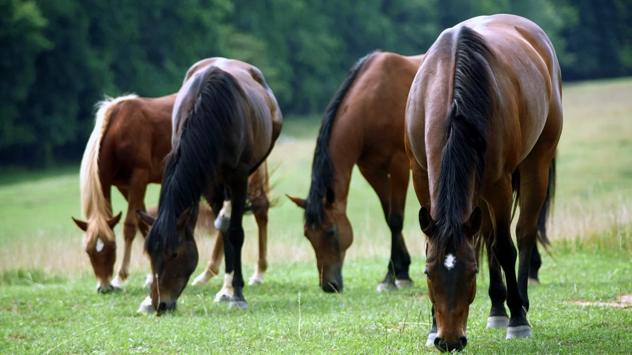animals, животных, National Geographic