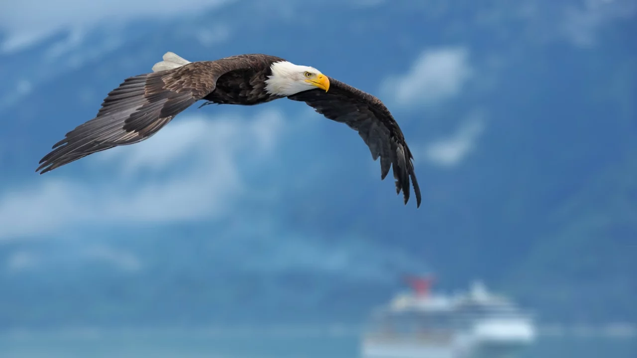birds, eagles, орлов, птиц