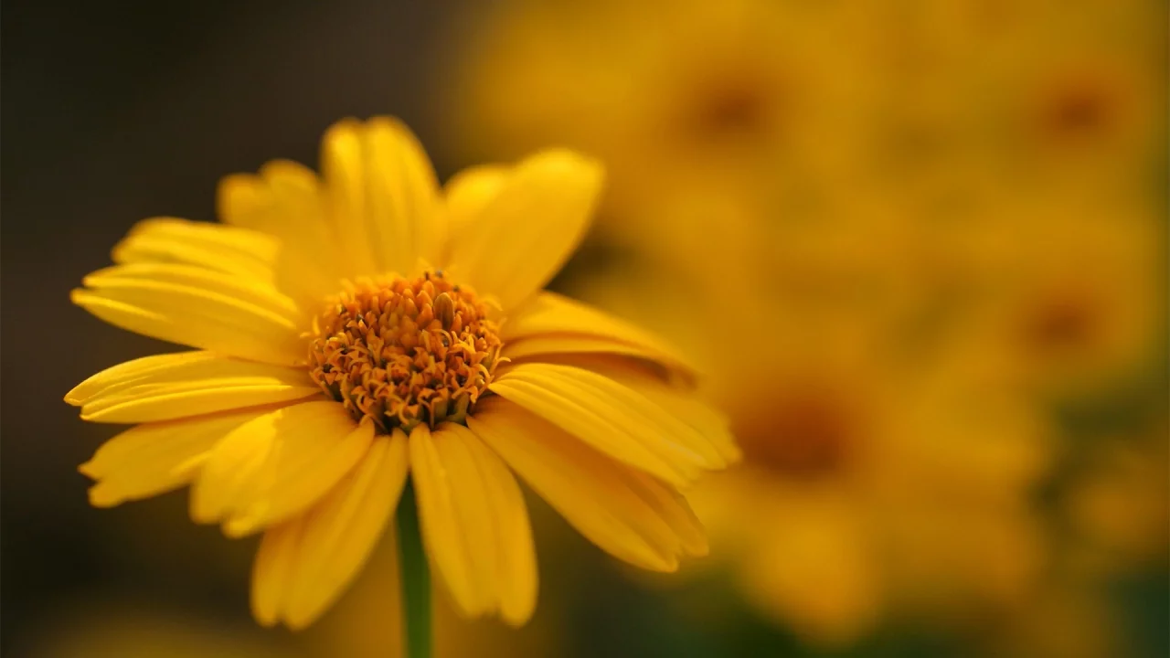 macro, цветы, flowers, макро