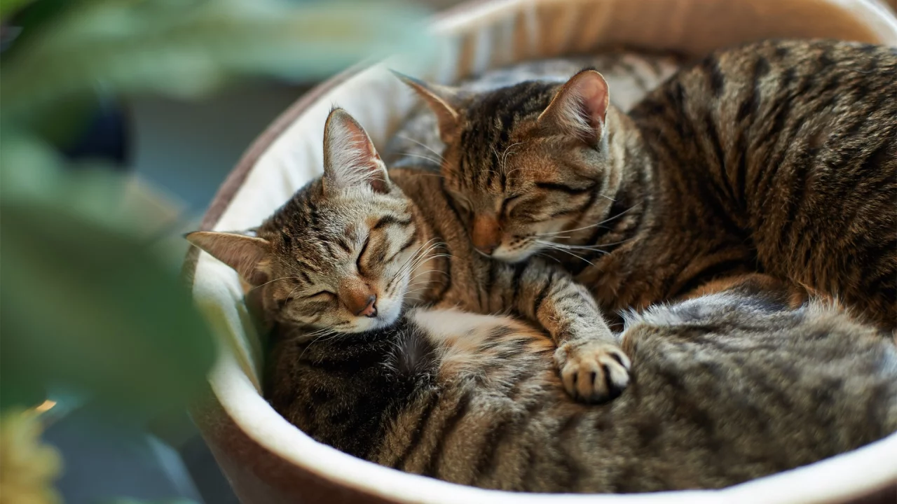 animals, cats, животные, кошки