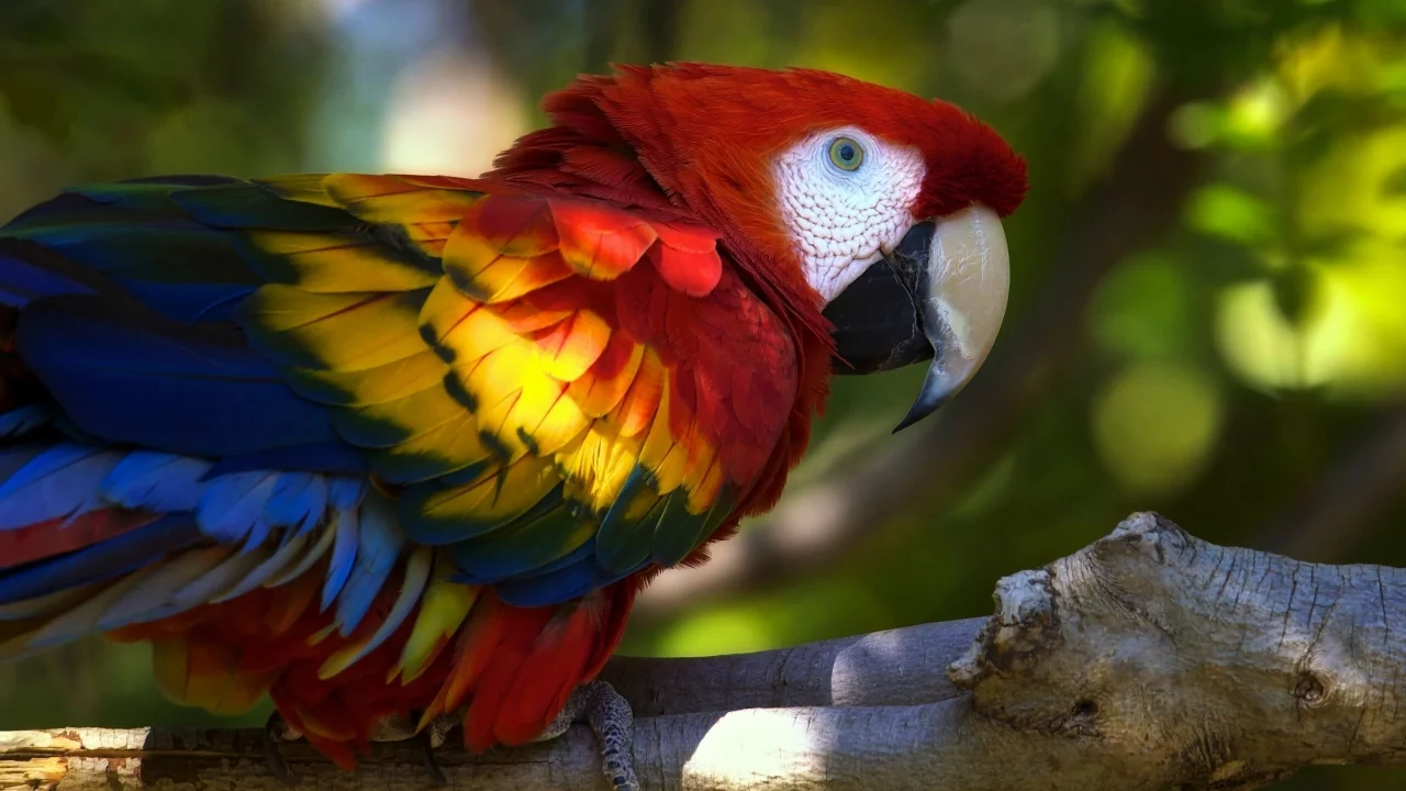 ара, Macaw, животных, parrots, animals, попугаев