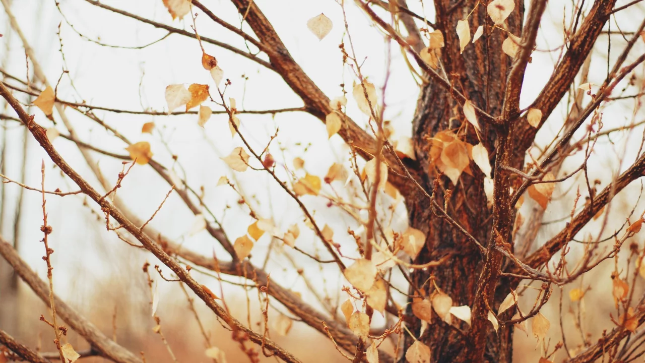 macro, 