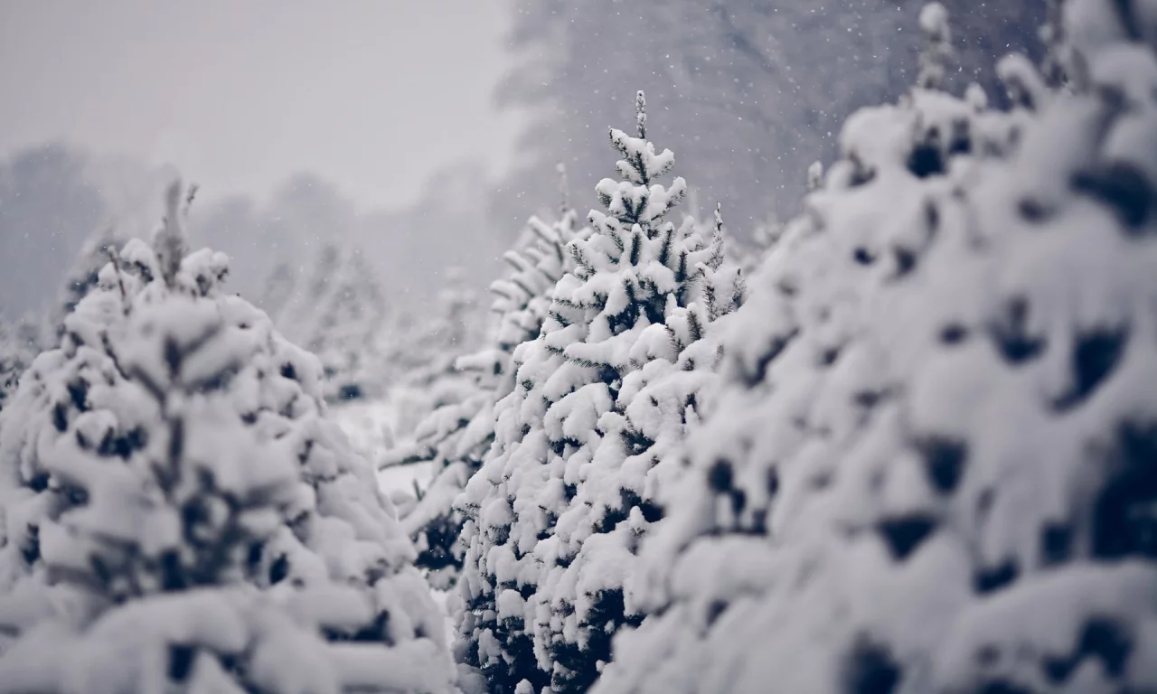 pine trees, сосны, зима, trees, winter, снег, nature, деревья, snow, природа